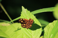 Metisella metis paris