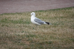 Larus canus