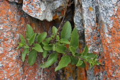 Teedia lucida