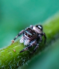 Phidippus bidentatus