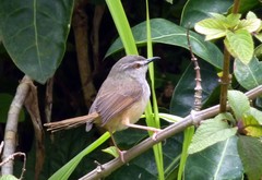 Prinia subflava pondoensis