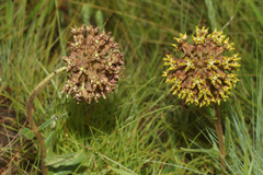 Asclepias macropus