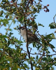 Passer montanus