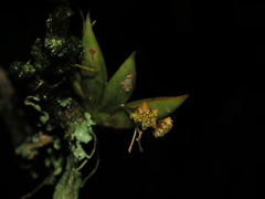 Trizeuxis falcata