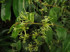 Cestrum strigilatum