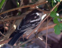 Dryoscopus cubla cubla