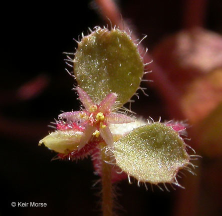 Pterostegia