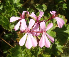 Pelargonium zonale