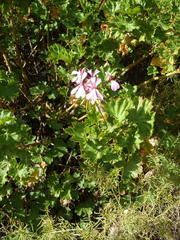 Pelargonium zonale