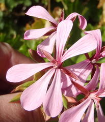 Pelargonium zonale