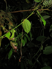 Passiflora auriculata