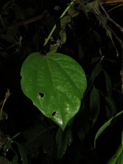 Passiflora auriculata