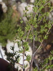 Cliffortia ramosissima