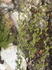Cliffortia ramosissima