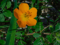 Kallstroemia peninsularis
