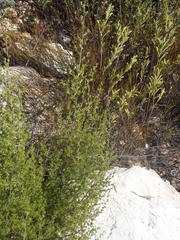 Cliffortia ramosissima