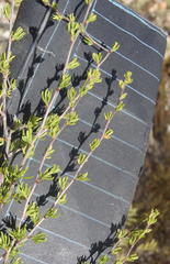 Cliffortia ramosissima