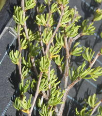 Cliffortia ramosissima