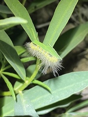 Pygarctia