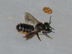 Megachile versicolor