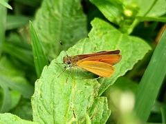 Ancyloxypha arene