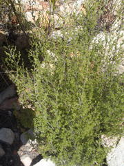 Cliffortia ramosissima