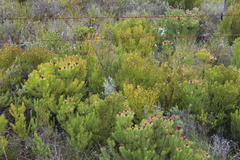 Leucadendron teretifolium