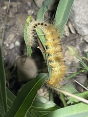Pygarctia