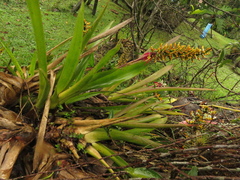 Aechmea angustifolia