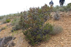 Leucadendron teretifolium