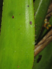 Aechmea angustifolia