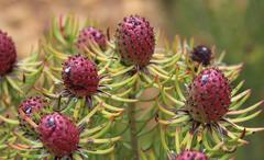 Leucadendron teretifolium