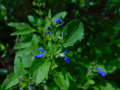 Salvia similis