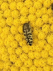 Acmaeodera decipiens