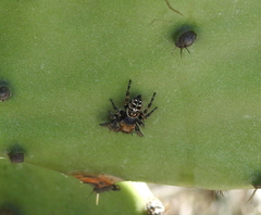 Phidippus carolinensis