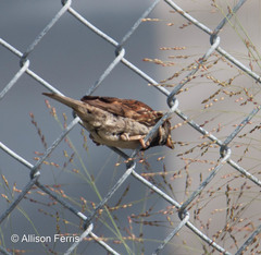 Passer domesticus