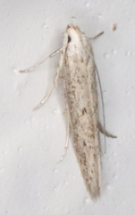 Haplochrois bipunctella