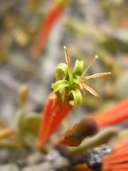 Lorantheae