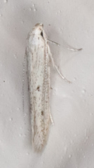 Haplochrois bipunctella
