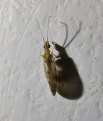 Sympherobius pygmaeus