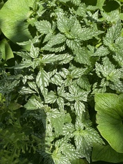 Lamium galeobdolon flavidum
