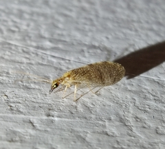 Sympherobius pygmaeus