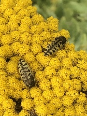 Acmaeodera decipiens