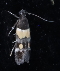 Triclonella determinatella