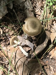 Entoloma griseum