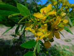 Senna villosa