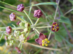 Pentarrhinum insipidum