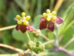 Pentarrhinum insipidum