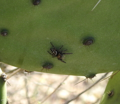 Phidippus carolinensis