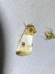 Schinia oculata